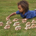 NATURAL WOODEN VEHICLES SET