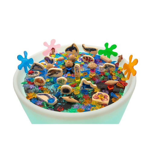 DISCOVERY TABLE SEA BUNDLE